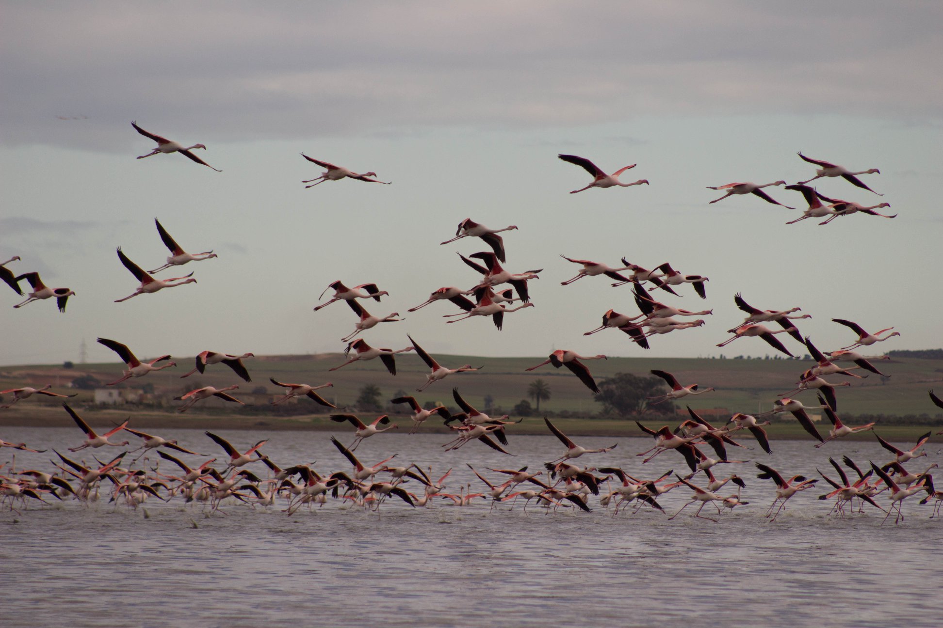 Oiseaux migrateur