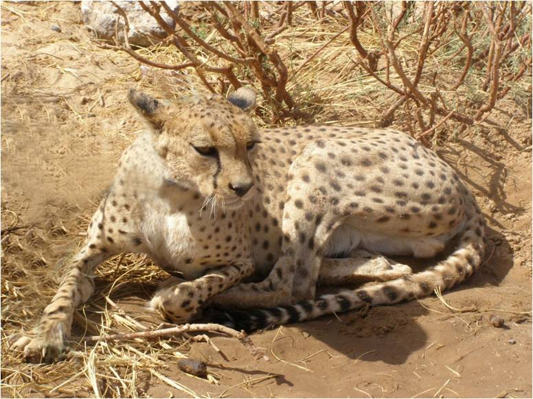 Journée mondiale de la vie sauvage