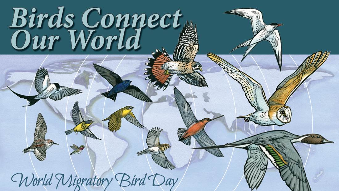 DGF journée mondiale des oiseaux migrateurs