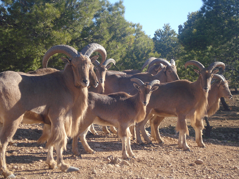 Groupe de mouflons