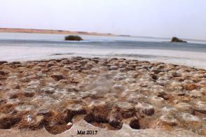 Nidification du Flamant rose au sahara