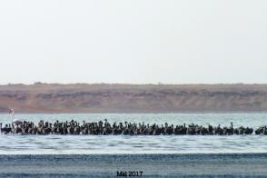 Nidification du Flamant rose au sahara