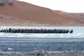 Nidification du Flamant rose au sahara