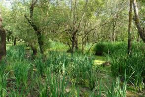 Marais de Bouredim