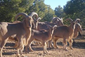 Groupe de mouflons