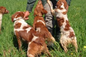 Dressage chiens de chasse