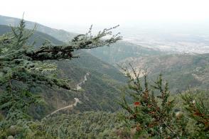 Vue generale du massif de Chréa