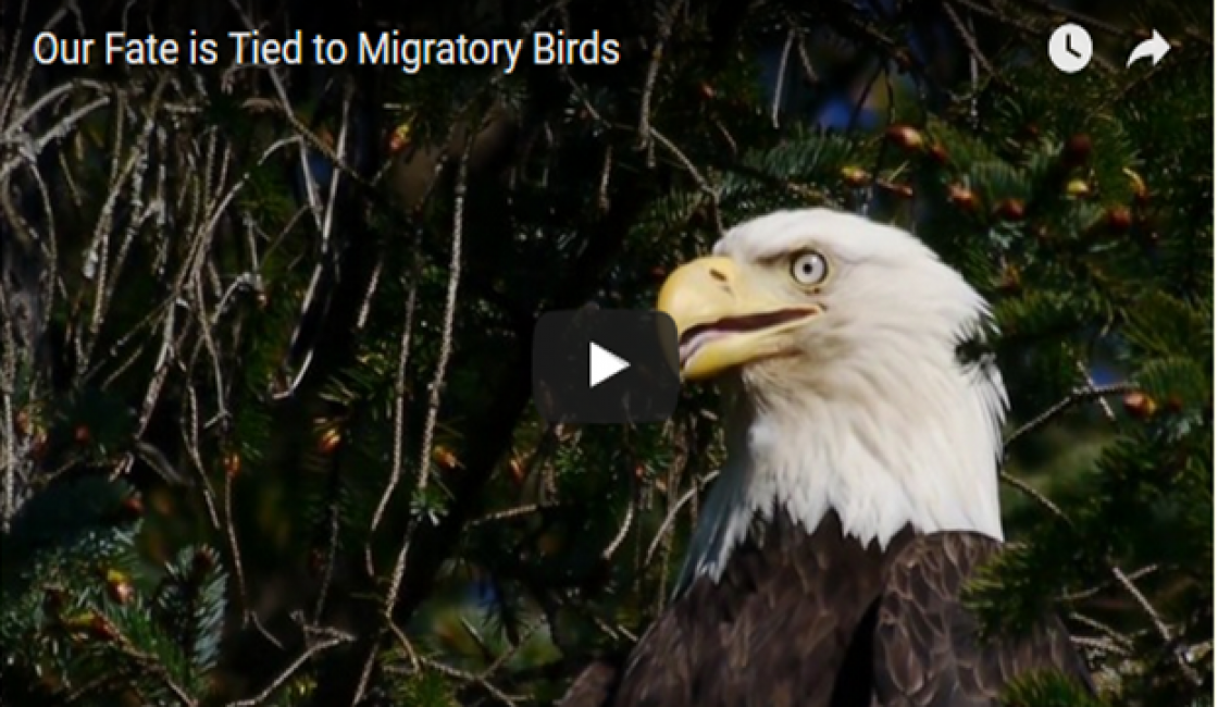 Célébration de la Journée Mondiale des Oiseaux Migrateurs  Le Mercredi 10 Mai 2017